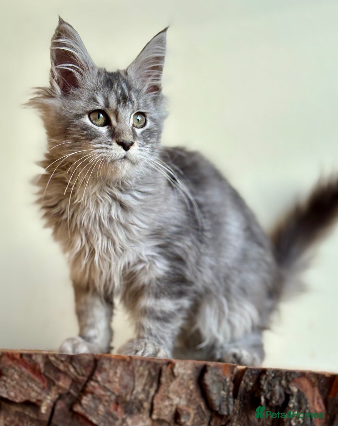 Maine Coon cats for sale: Beautiful pure bread maine coon kittens  - Image 7