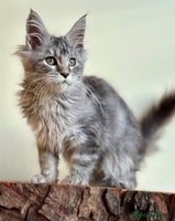 Maine Coon cats - Advert 2