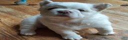 French Bulldog dogs for sale: Three French bulldogs KC registered for sale - Advert 3