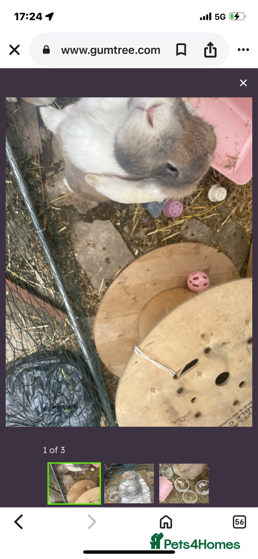 British Giant rabbits for sale: Giant French lop  - Advert 2