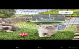 British Shorthair cats for sale: Adorable British Short hair kittens - Image 7
