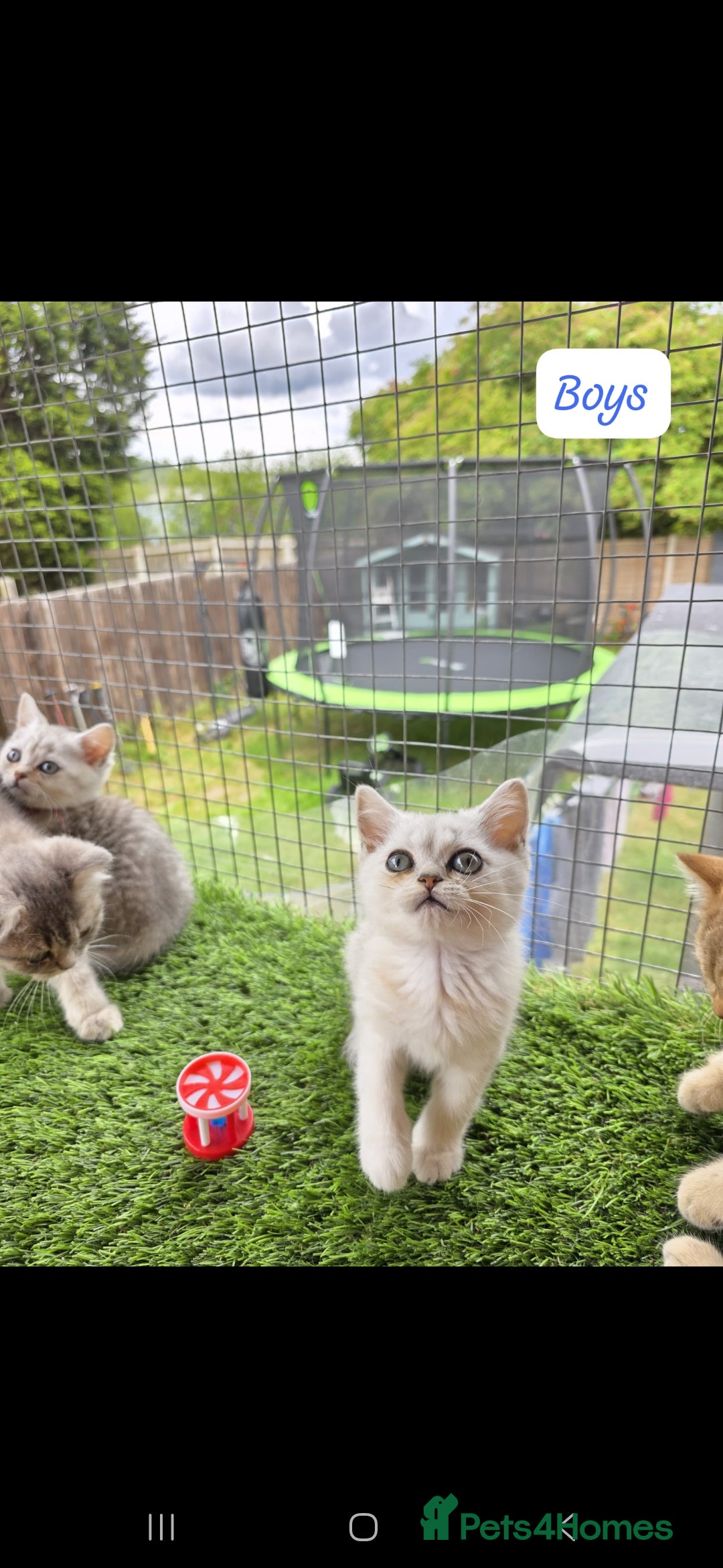British Shorthair cats for sale: Adorable British Short hair kittens - Image 7