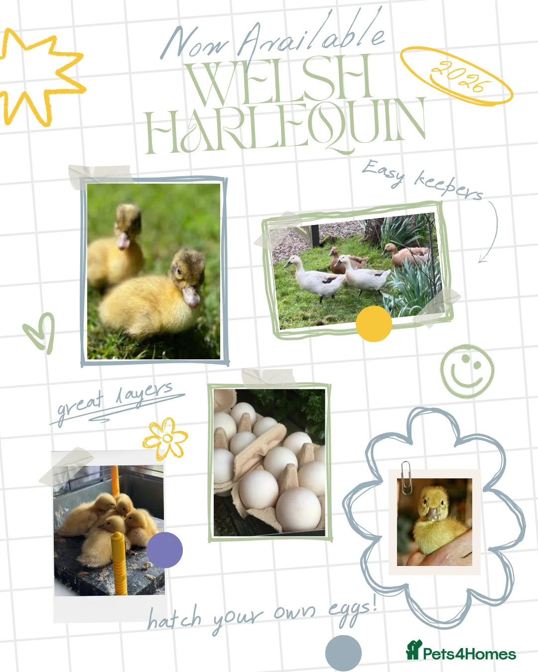 Ducks poultry for sale: Welsh Harlequinn Hatching Eggs in Nottingham - Advert 1