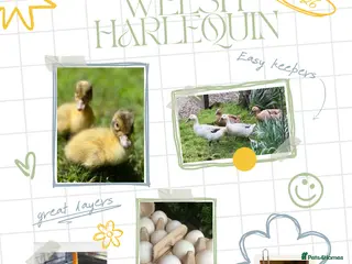 Ducks poultry Welsh Harlequinn Hatching Eggs in Nottingham - Advert 6