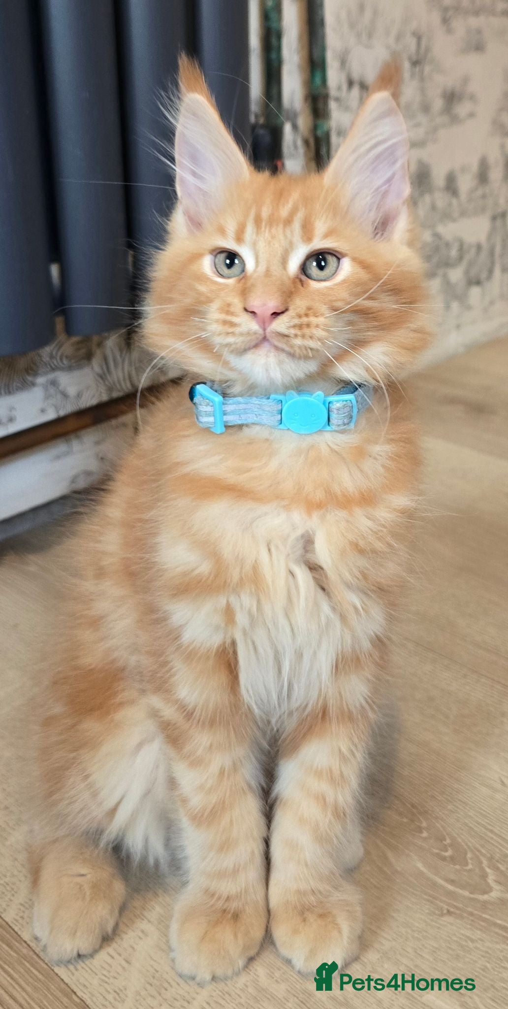 Maine Coon cats GCCF Main Coon Kittens looking for forever homes - Advert 5