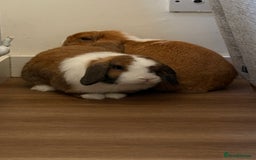 Mini Lop rabbits for sale: Mini lop bunnies  - Image 6