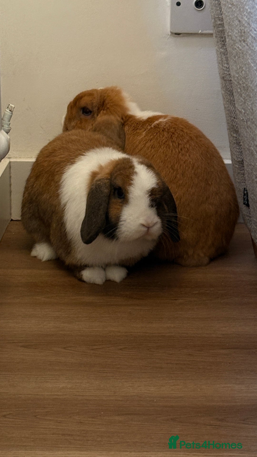Mini Lop rabbits for sale: Mini lop bunnies  - Image 6