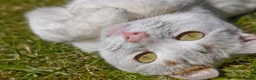 Domestic Shorthair cats for sale: Mother & Son Domestic Shorthair Cats  in Birmingham - Advert 18