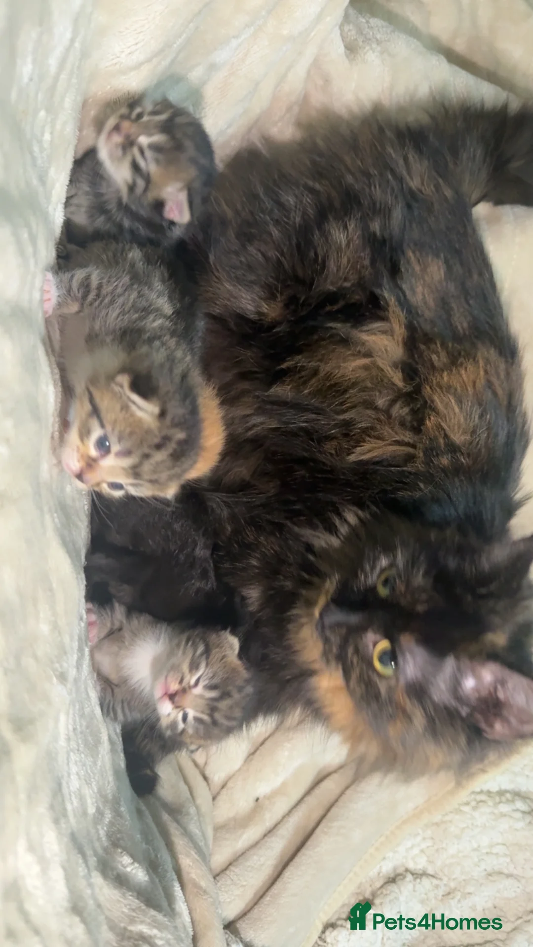 Mixed Breed cats for sale: Black kitten - Advert 1
