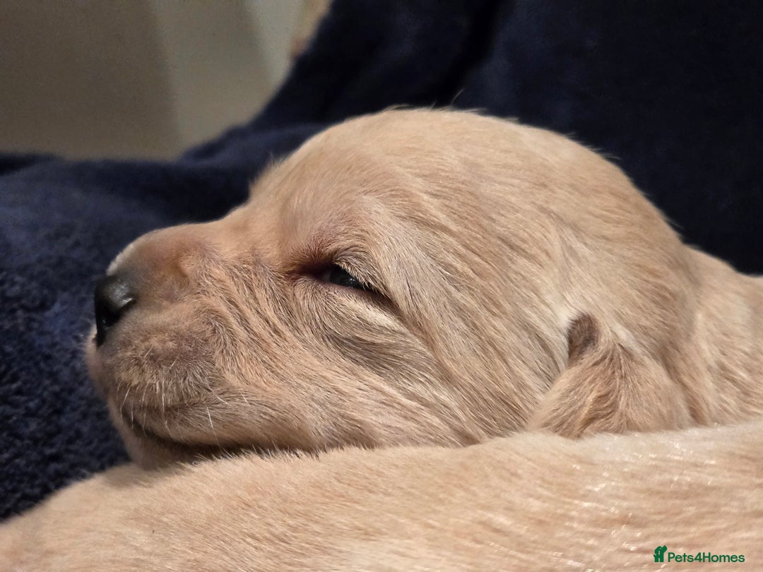 Goldador dogs for sale: Home-Raised Goldador Puppies Ready Soon 🐶 - Advert 7
