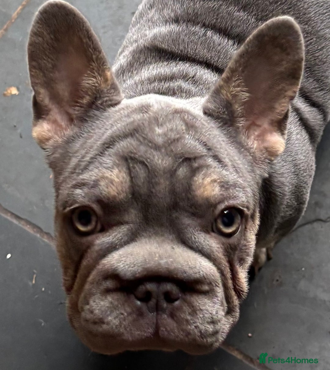 French Bulldog dogs for sale: Isabella wrapped in cream, fluffy carrier - Image 24