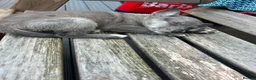 Border Collie dogs for sale: 6 blue merle border collies puppys  - Advert 8