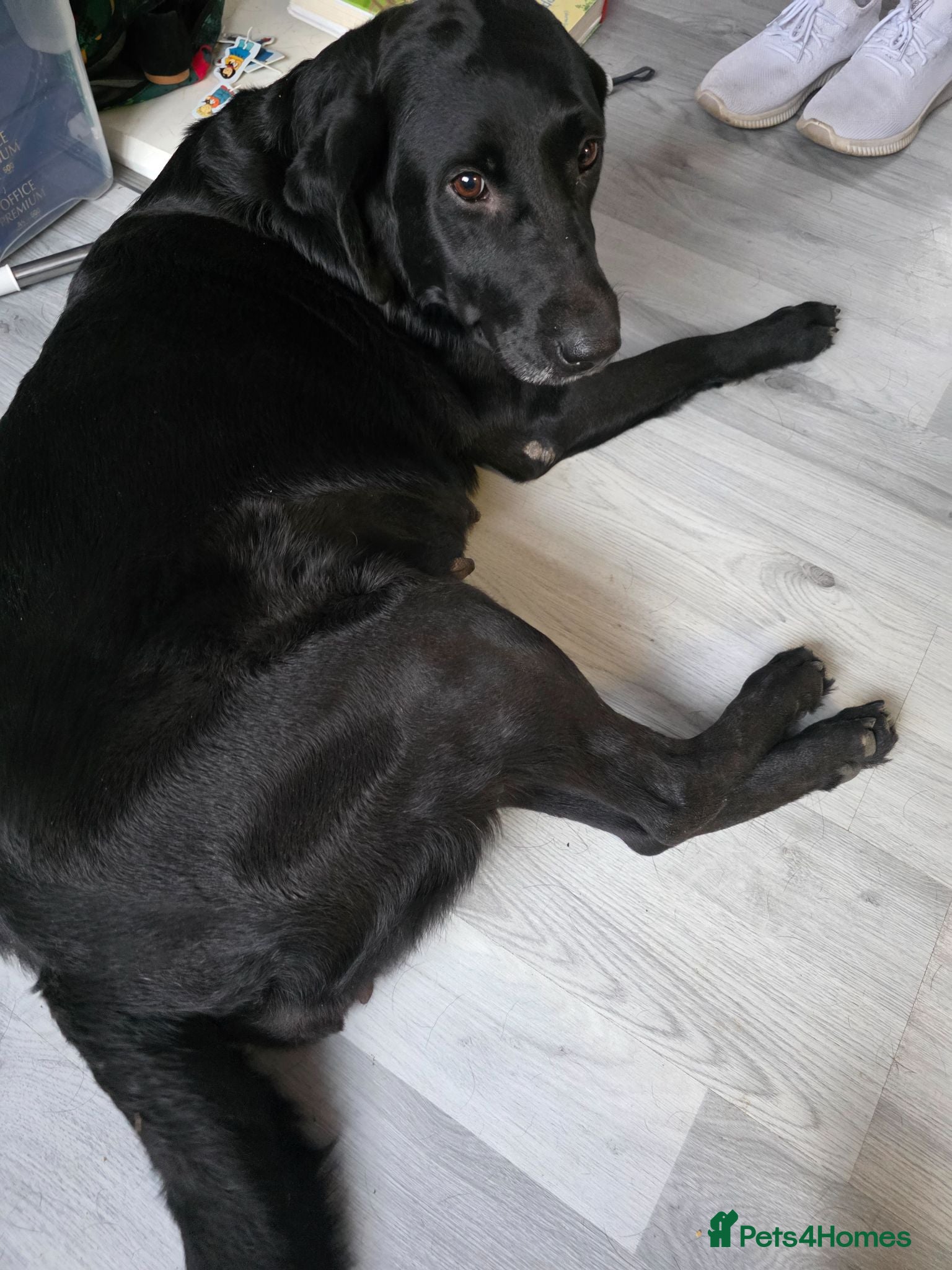 Labrador Retriever dogs Labrador puppies looking for their forever home - Advert 1