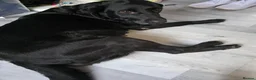 Labrador Retriever dogs for sale: Labrador puppies looking for their forever home in Spalding - Advert 1