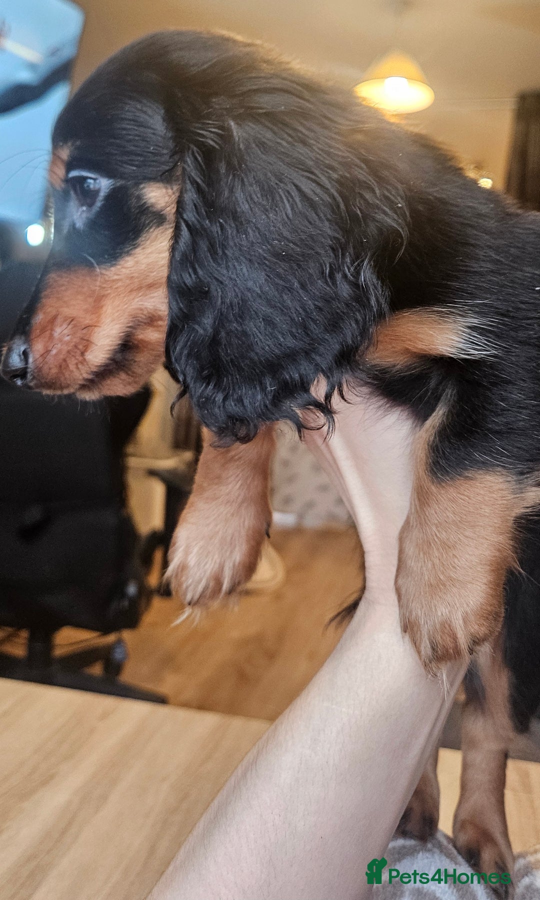 Miniature Dachshund dogs for sale: Ready now 🩵🩵🩵🩷 - Advert 9