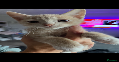 Mixed Breed cats - Advert 15