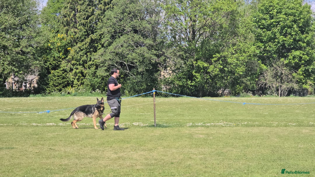 German Shepherd dogs for stud: German Shepherd for Stud - Image 14