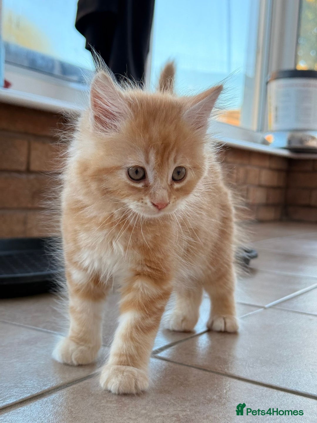 Maine Coon cats for sale: 🐾 Maine Coon Kittens X needing forever home 🐾 - Image 9