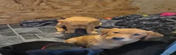 Labrador Retriever dogs for sale: Labrodor retriever kc REDUCE GIRL 1 left - Advert 3