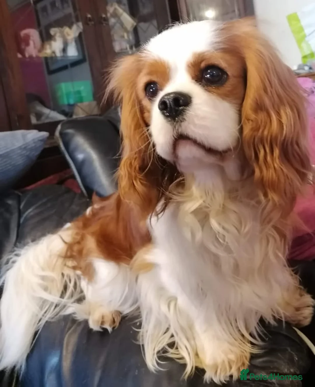 Cavalier King Charles Spaniel dogs for stud: Health Tested Stud Dog in Chesterfield - Advert 11
