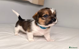 Mixed Breed dogs for sale: Stunning Jack tzu puppies. Jack Russell x Shih Tzu - Image 14