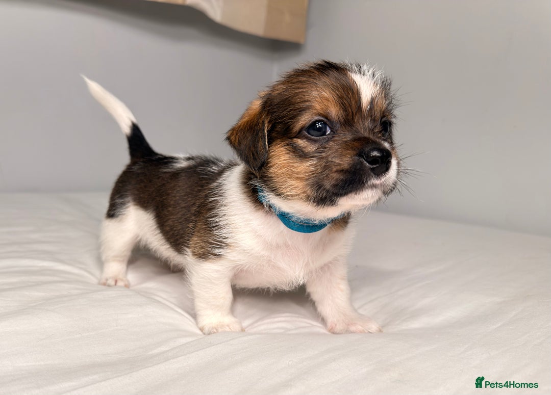 Mixed Breed dogs for sale: Stunning Jack tzu puppies. Jack Russell x Shih Tzu - Image 14