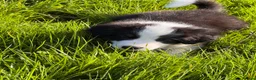 Border Collie dogs for sale: Fluffy male purebred border collie puppies  - Advert 9