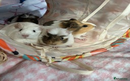 Guinea Pig rodents for sale: Four female guinea pig babies available. - Image 1