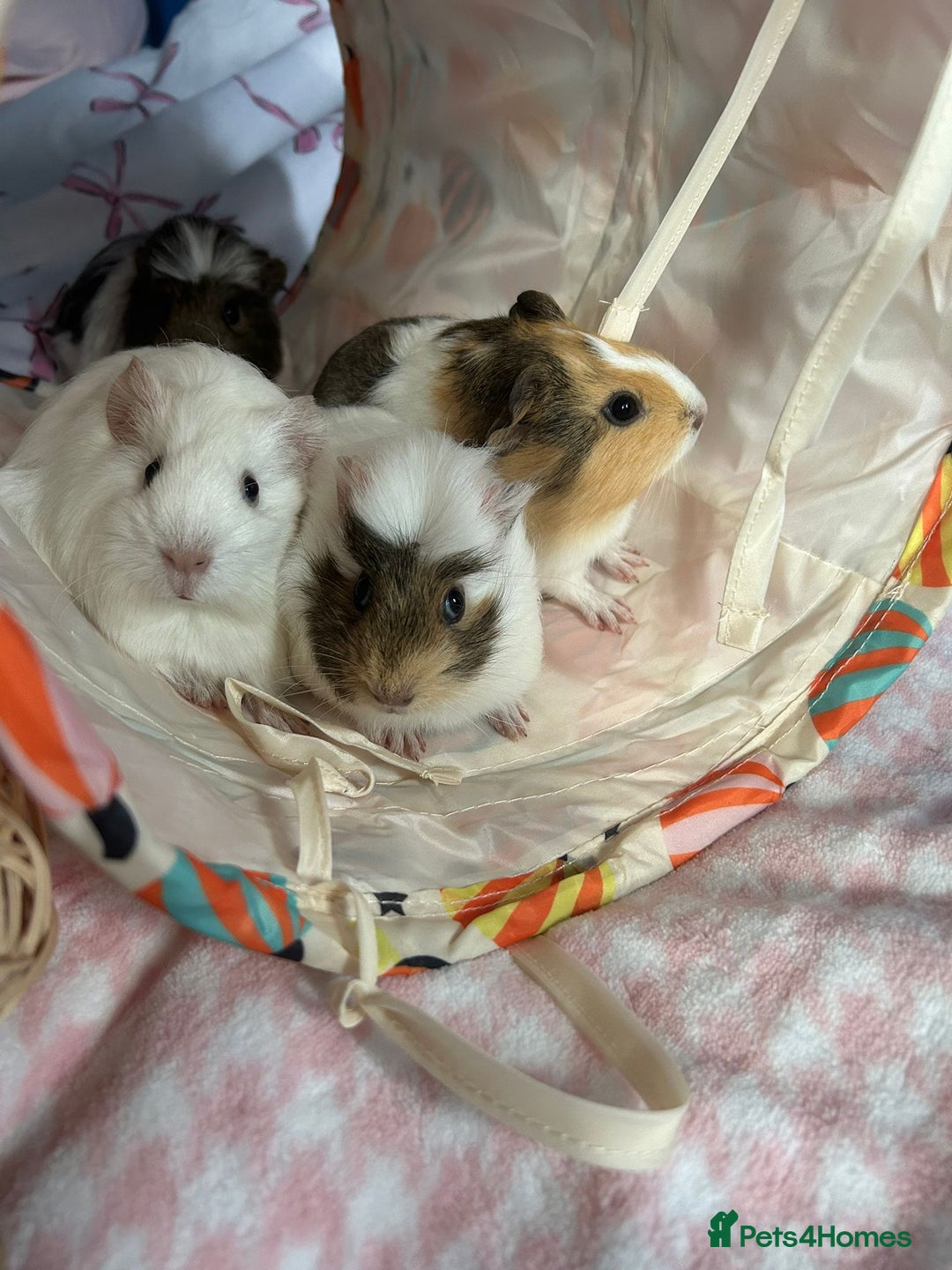Guinea Pig rodents for sale: Four female guinea pig babies available. - Image 1