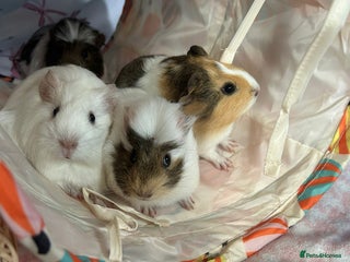 Guinea Pig rodents - Advert 33
