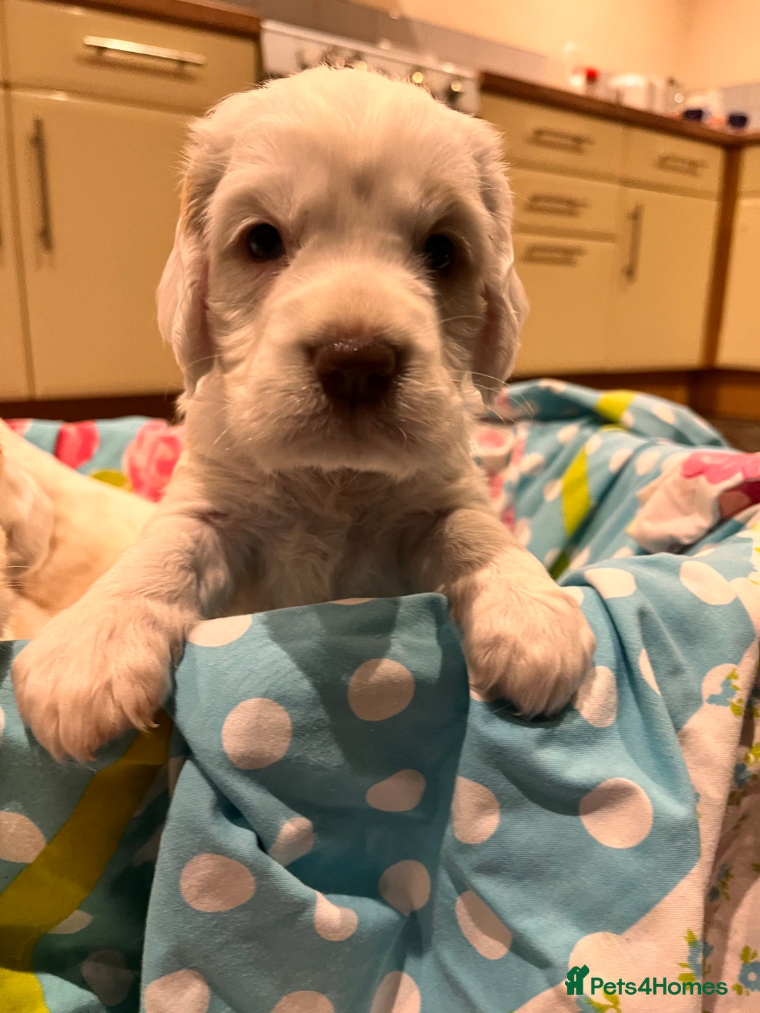 Clumber Spaniel dogs for sale: 3/4 clumber 1/4 cocker spaniel pups - Image 5