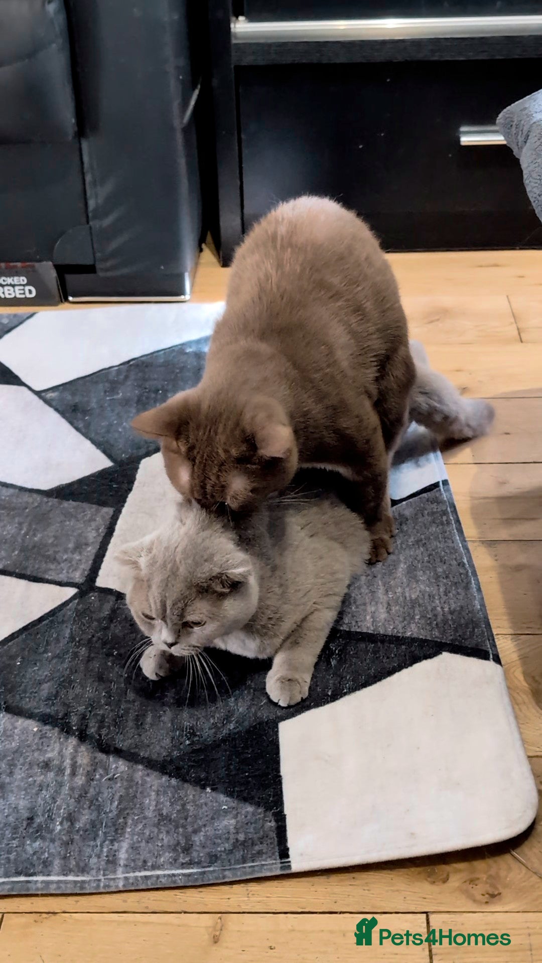 British Shorthair cats for stud: 💦CINNAMON🩸Blood B❣️GCCF & TICA 💙STUD only  - Advert 25