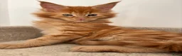 Maine Coon cats for sale: 7 adorable Pure Bred Mainecoon - Advert 17