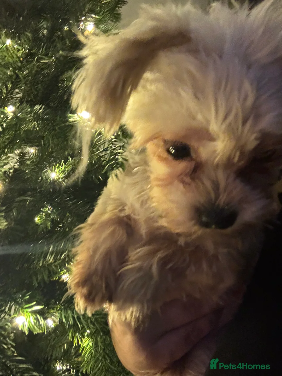 Yorkiepoo dogs for sale: Brothers  - Advert 3