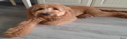 Australian Labradoodle dogs for sale: Beautiful, Heath Tested Australian Labradoodles - Advert 10