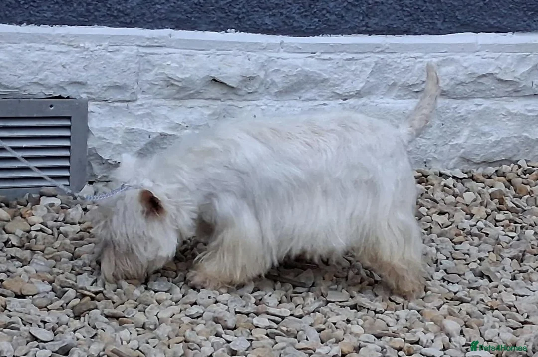 West Highland Terrier dogs for sale: KC 20 month old girl - Advert 8