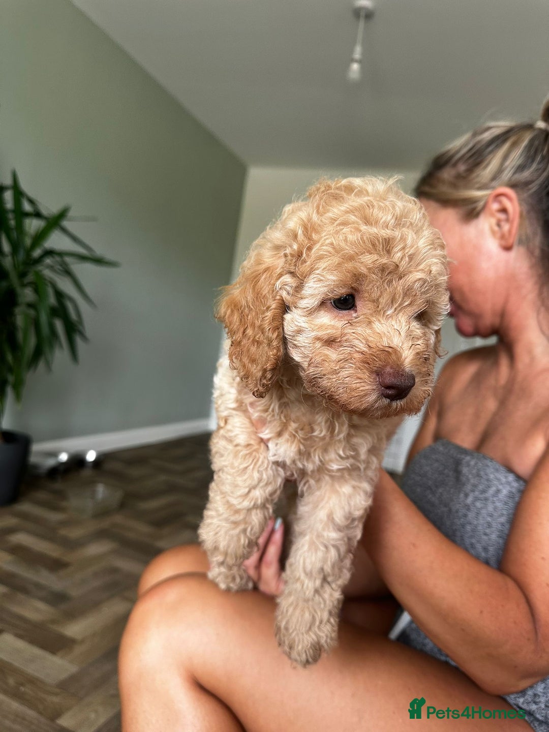 Cockapoo dogs for sale: 4 girls and 1 boy beautiful cockapoo - Image 14
