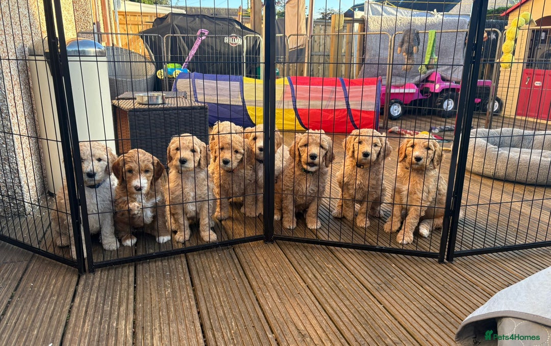 Goldendoodle dogs for sale: 🐶🐾💙AUSTRALIAN DOUBLE DOODLE PUPPY 🐶🐾💙 - Image 7