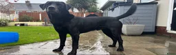 Labrador Retriever dogs for stud: Working Black Labrador Stud - Advert 12