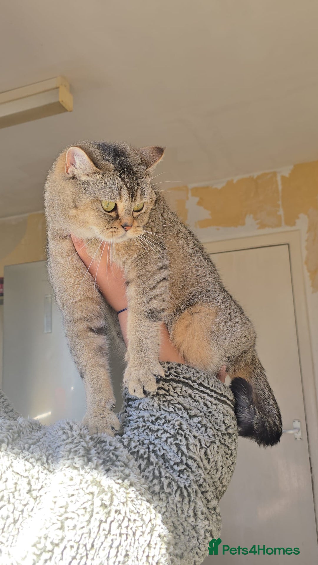 British Shorthair cats for sale: 3 Beautiful kittens available - Advert 16