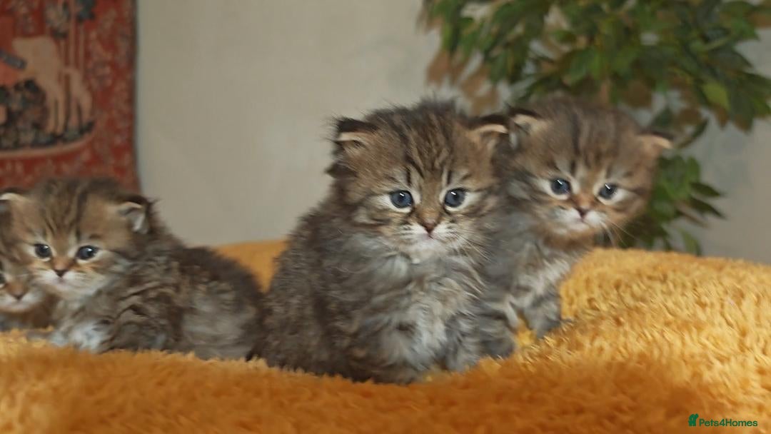 Siberian cats for sale: Siberian GCCFxGolden Chinchilla GCCF - Advert 11