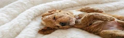 Cavapoo dogs for sale: Beautiful Litter of F1 Red Cavapoos Health Tested - Advert 4