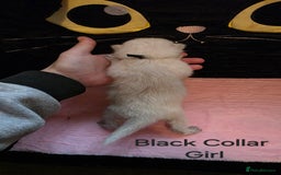 Ragdoll cats for sale: Chunky Ragdoll Kittens - Image 7