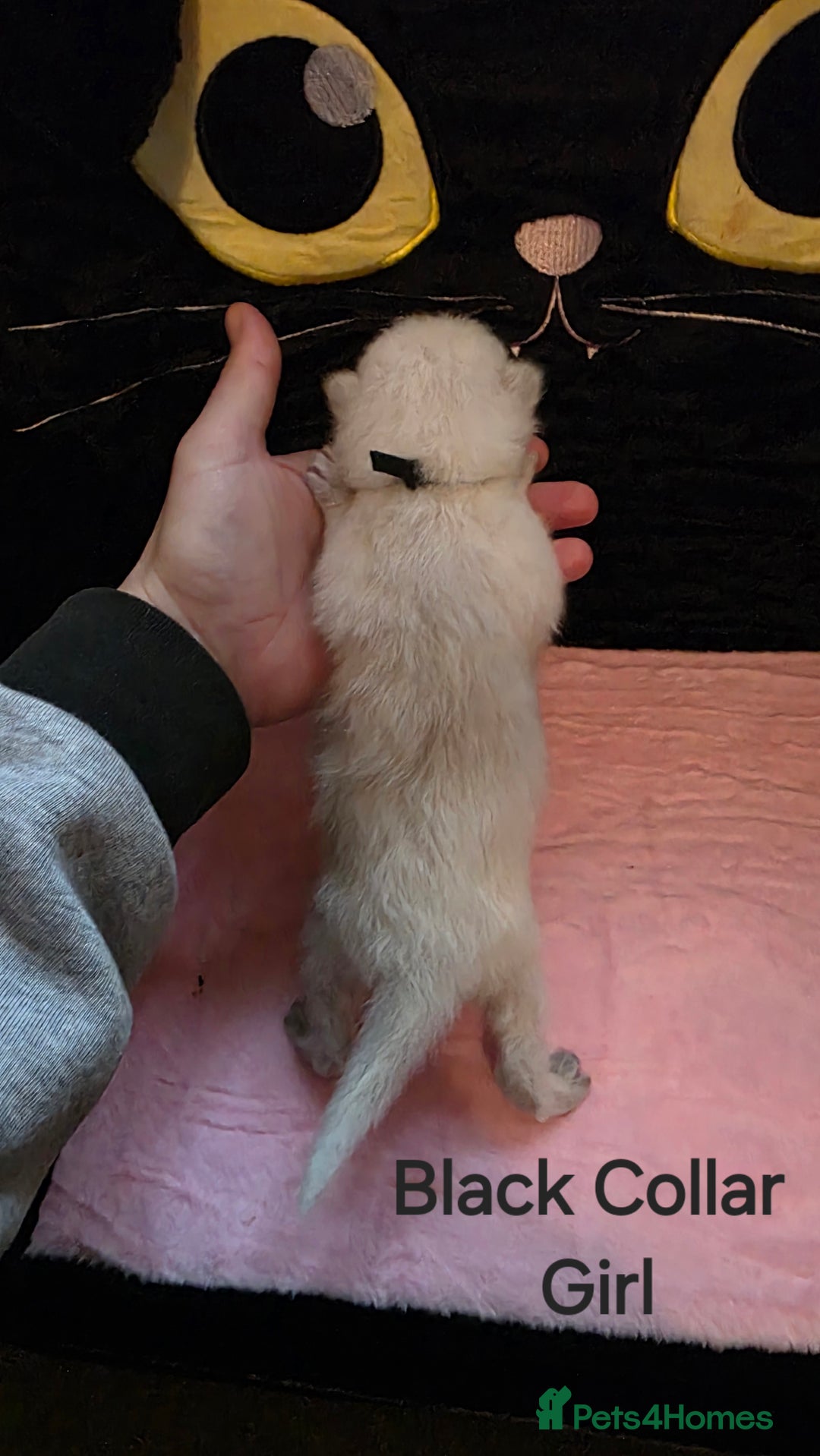 Ragdoll cats for sale: Chunky Ragdoll Kittens - Image 7