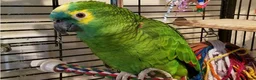Parrots birds for sale: Blue Fronted Amazon in London - Advert 2