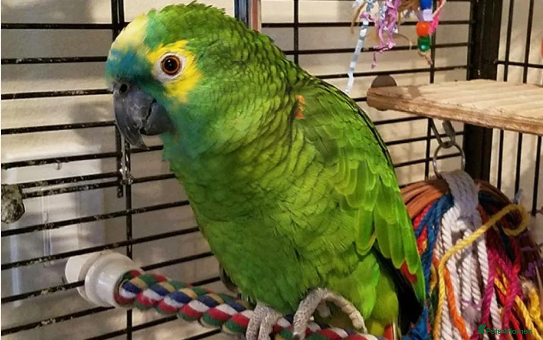 Parrots birds for sale: Blue Fronted Amazon in London - Advert 2