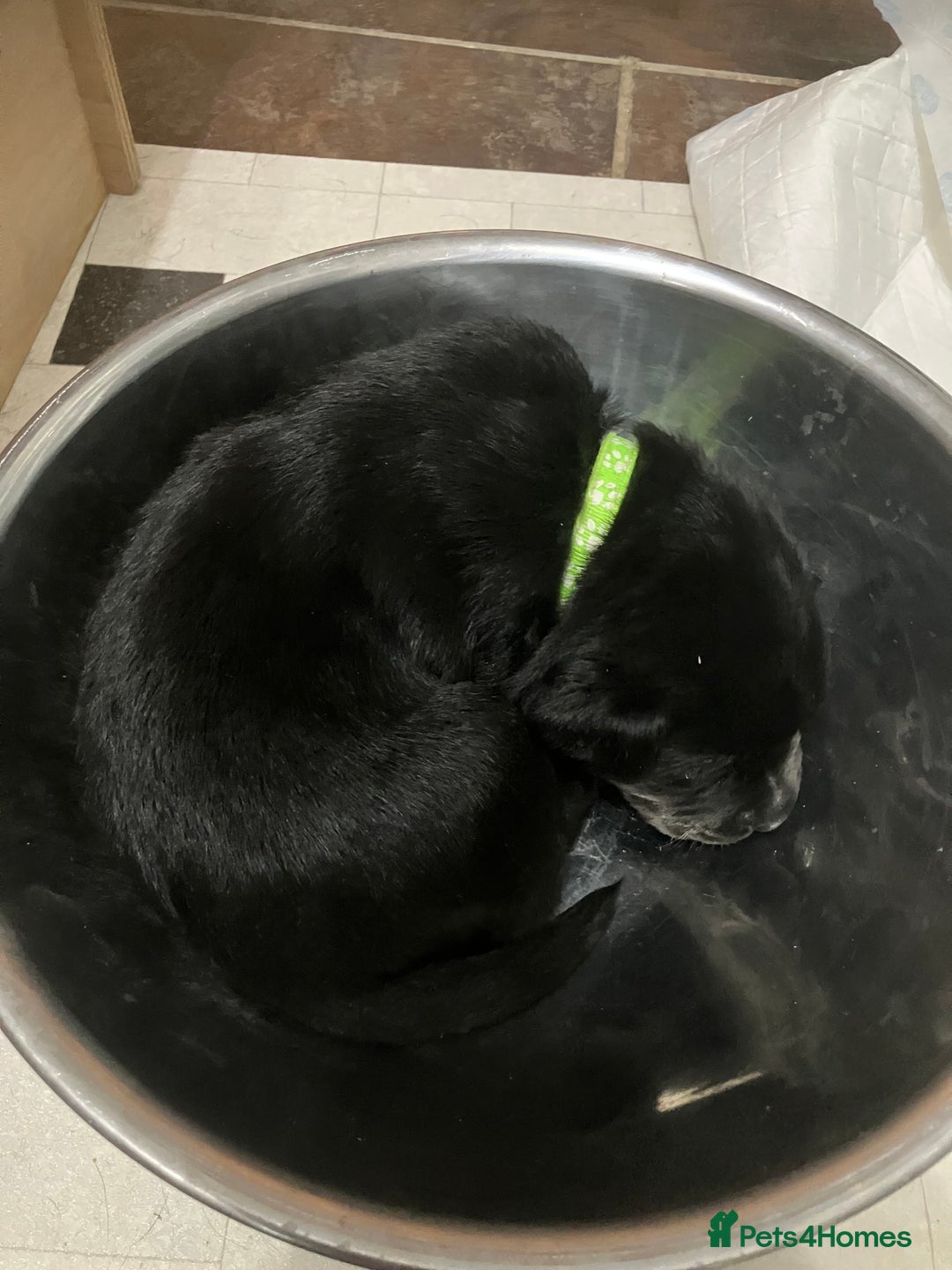 Labrador Retriever dogs for sale: Litter of 10 Beautiful black Puppies - Advert 20