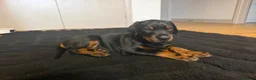 Dobermann dogs for sale: Male puppy for sale  - Advert 2