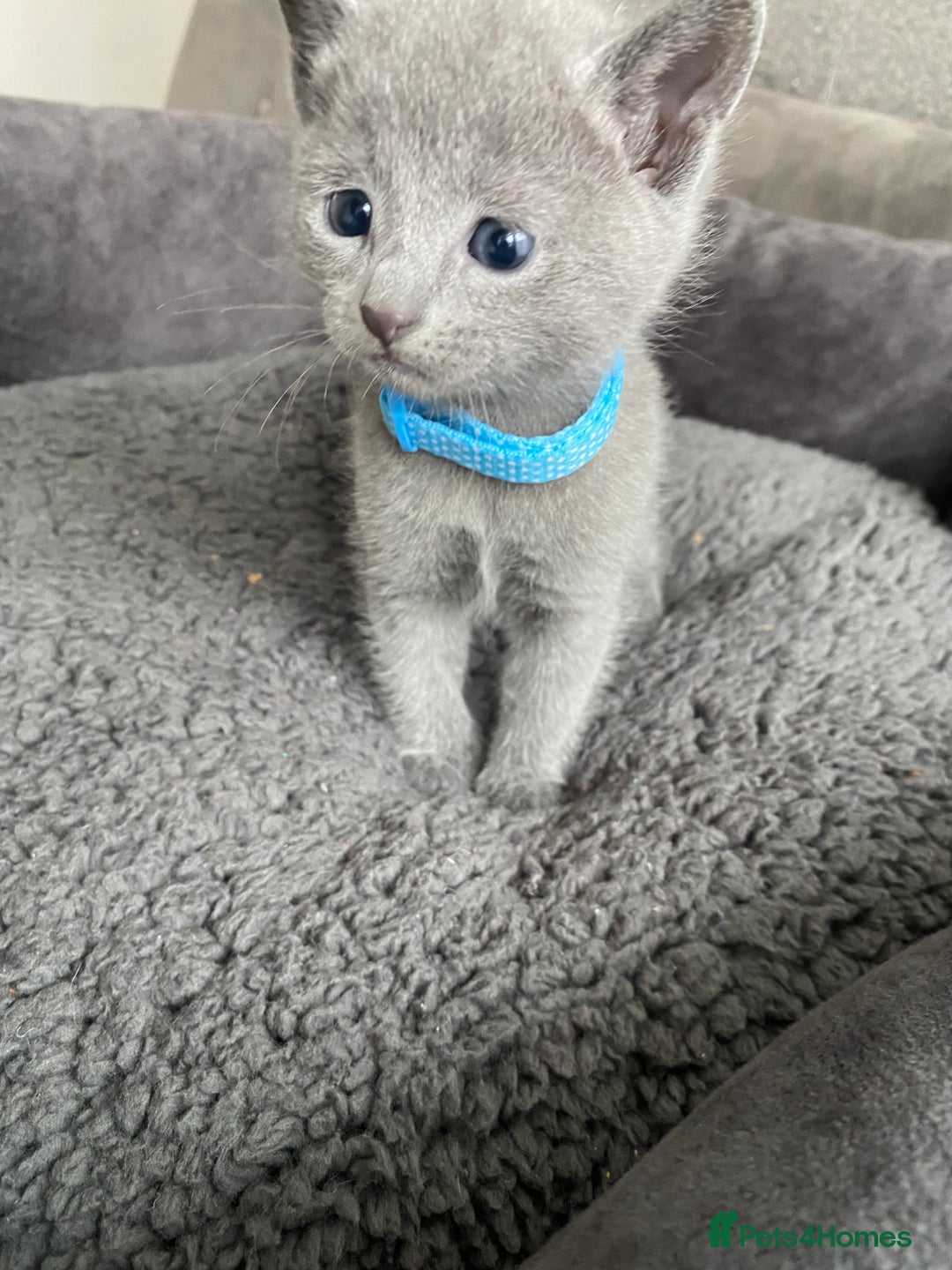 Russian Blue cats for sale: Russian blue kittens  - Advert 20
