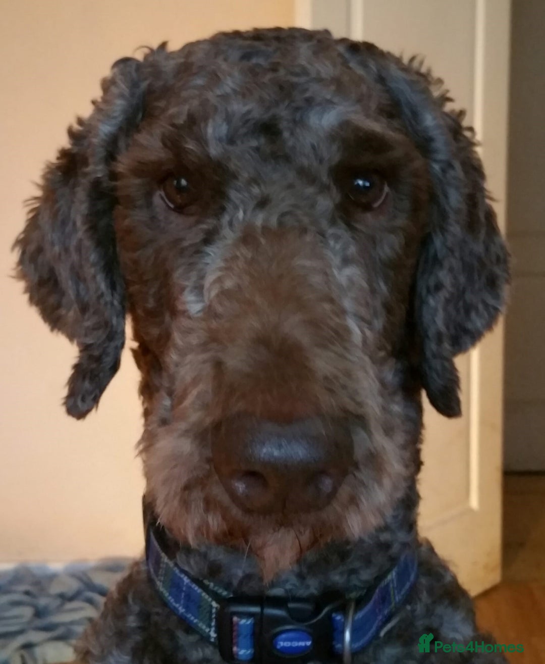 Labradoodle dogs for stud: PROVEN Healthy Labradoodle STUD - HYPOALLERGENIC   - Advert 5